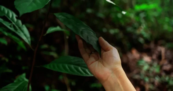 Conectarse con la naturaleza a través de prácticas alternativas puede mejorar el bienestar integral, al fusionar y armonizar los sentidos del cuerpo con los del entorno mediante técnicas como la naturopatía, la gemoterapia y el sonido de los cuencos tibetanos.